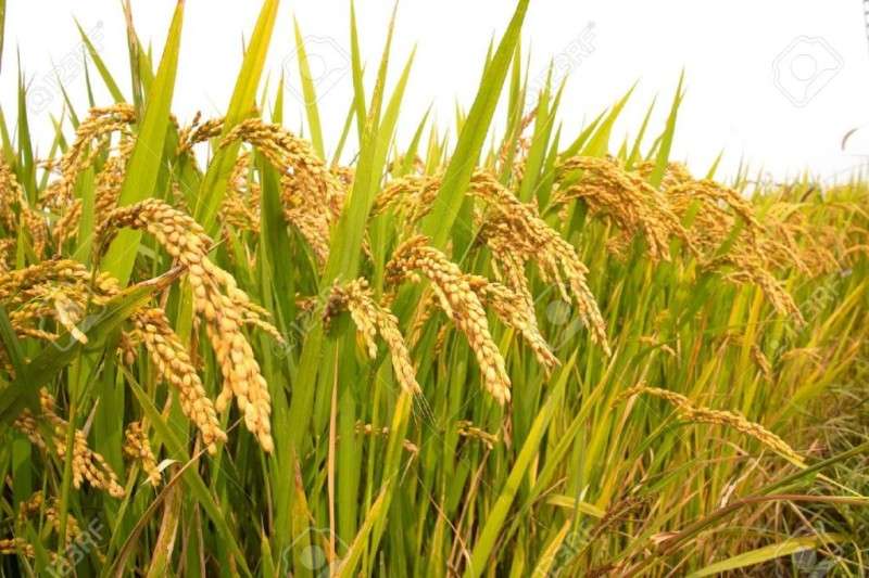 Nepal Achieves Highest Rice Production in FY 2080/81 Despite Reduced Plantation Area