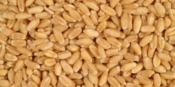 Industry Department Opens Additional Wheat Import Quota After Commerce Department