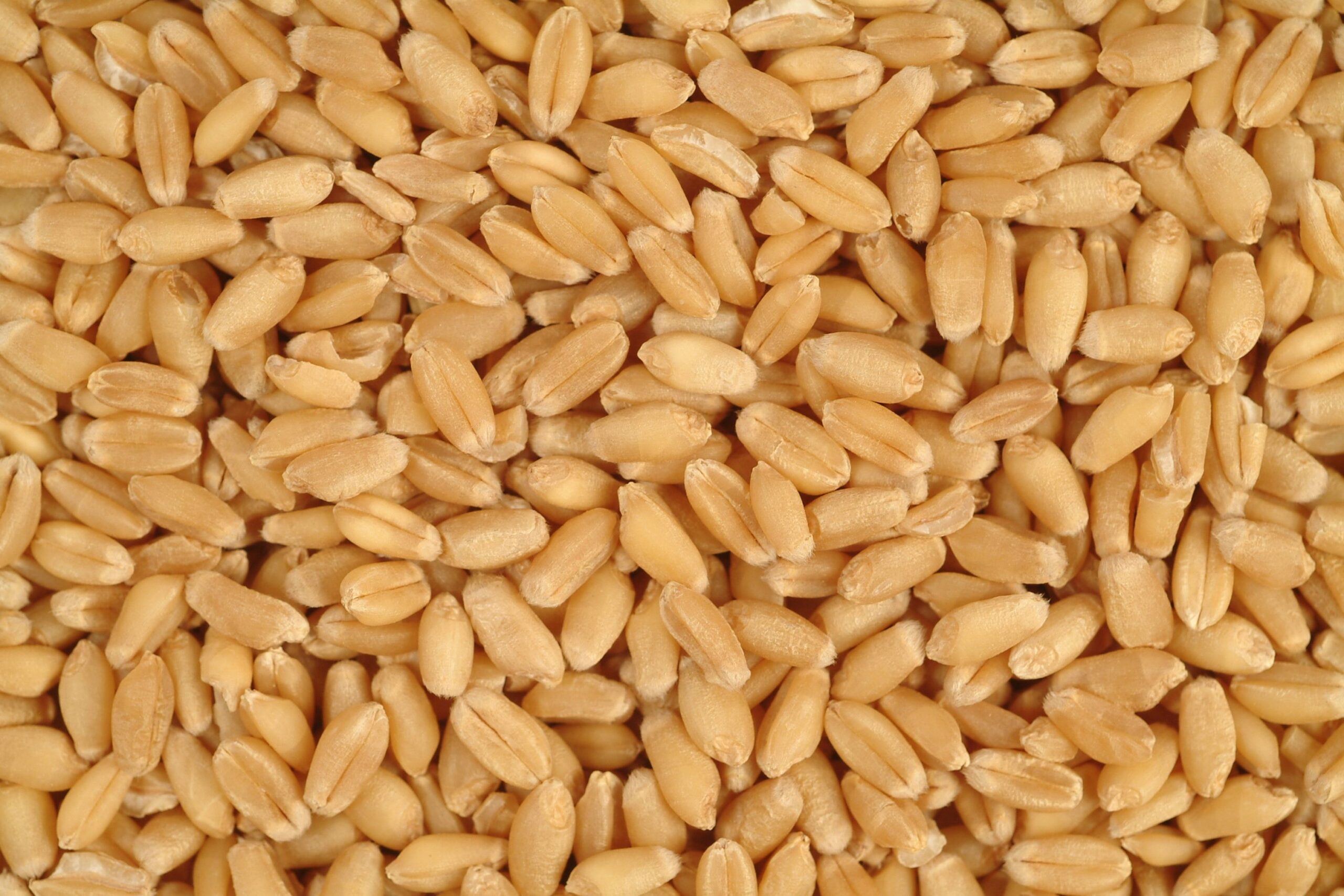 Industry Department Opens Additional Wheat Import Quota After Commerce Department